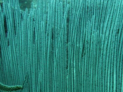 Nov 20, 2014 - Surin Islands Diving